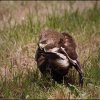 Aquila pomarina - foto Ervin Hrtan